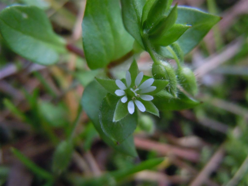 Stellaria media / Centocchio comune